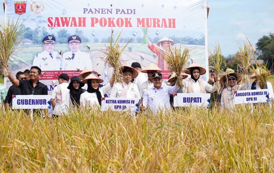 Program Sawah Pokok Murah bisa Jadi Model Swasembada Pangan Nasional