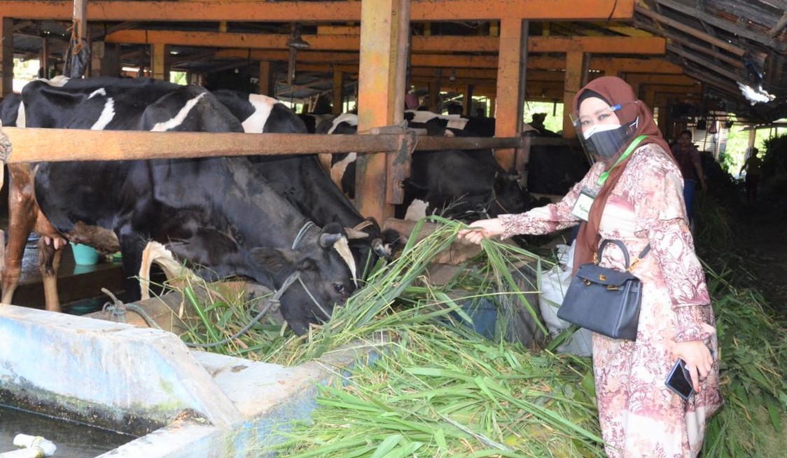Sumbar bisa Terapkan Program Peternakan Sapi ala Sleman