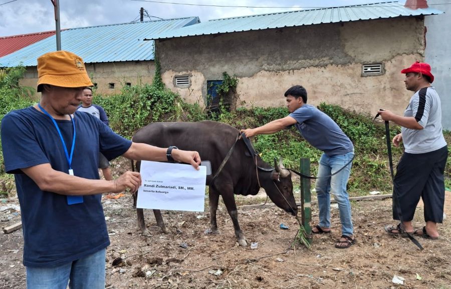 Randi Zulmariadi Serahkan 7 Sapi dan 100 Kambing untuk Masyarakat Kepri