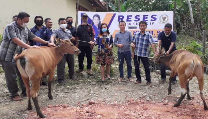 Yessy Sumbang Bibit Sapi dan Pohon Durian